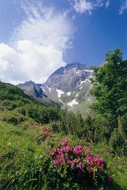 Gaestehaus Danler Neustift im Stubaital Kültér fotó